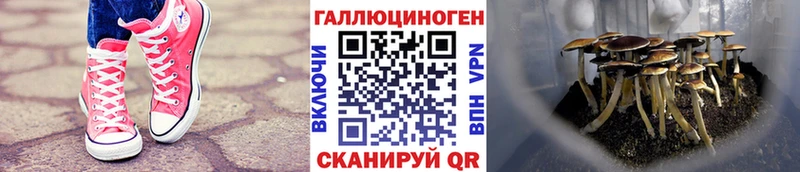 Псилоцибиновые грибы Psilocybine cubensis Александровск